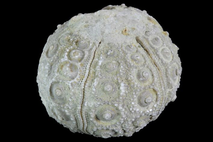 Detailed Nenoticidaris Fossil Urchin - Morocco #90399